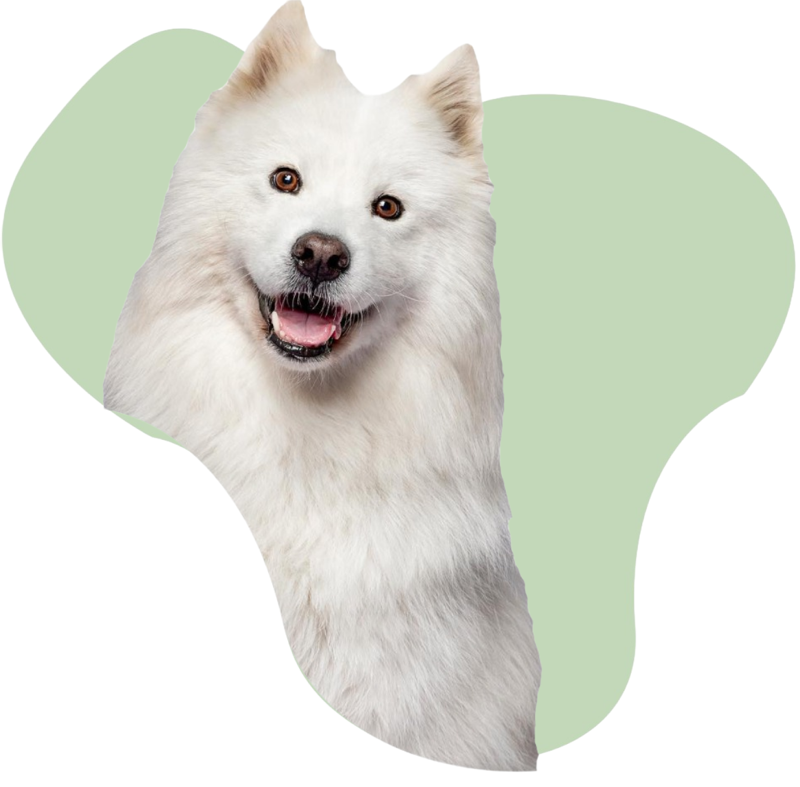 dog1